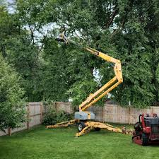 Best Root Management and Removal  in Okemos, MI