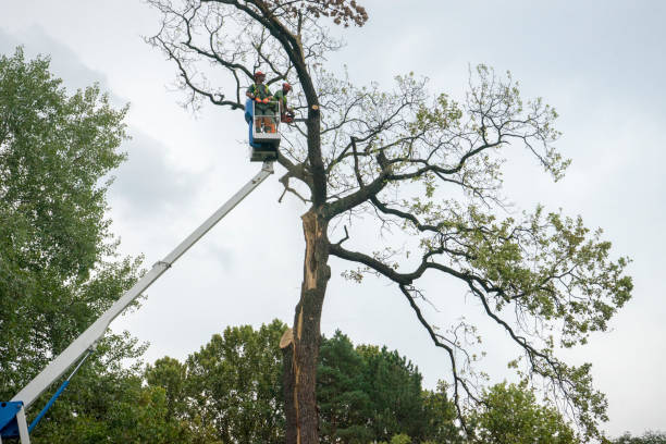 How Our Tree Care Process Works  in  Okemos, MI